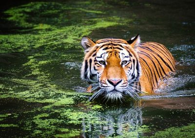 tiger-2535888_640