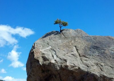 tree-616295_1920